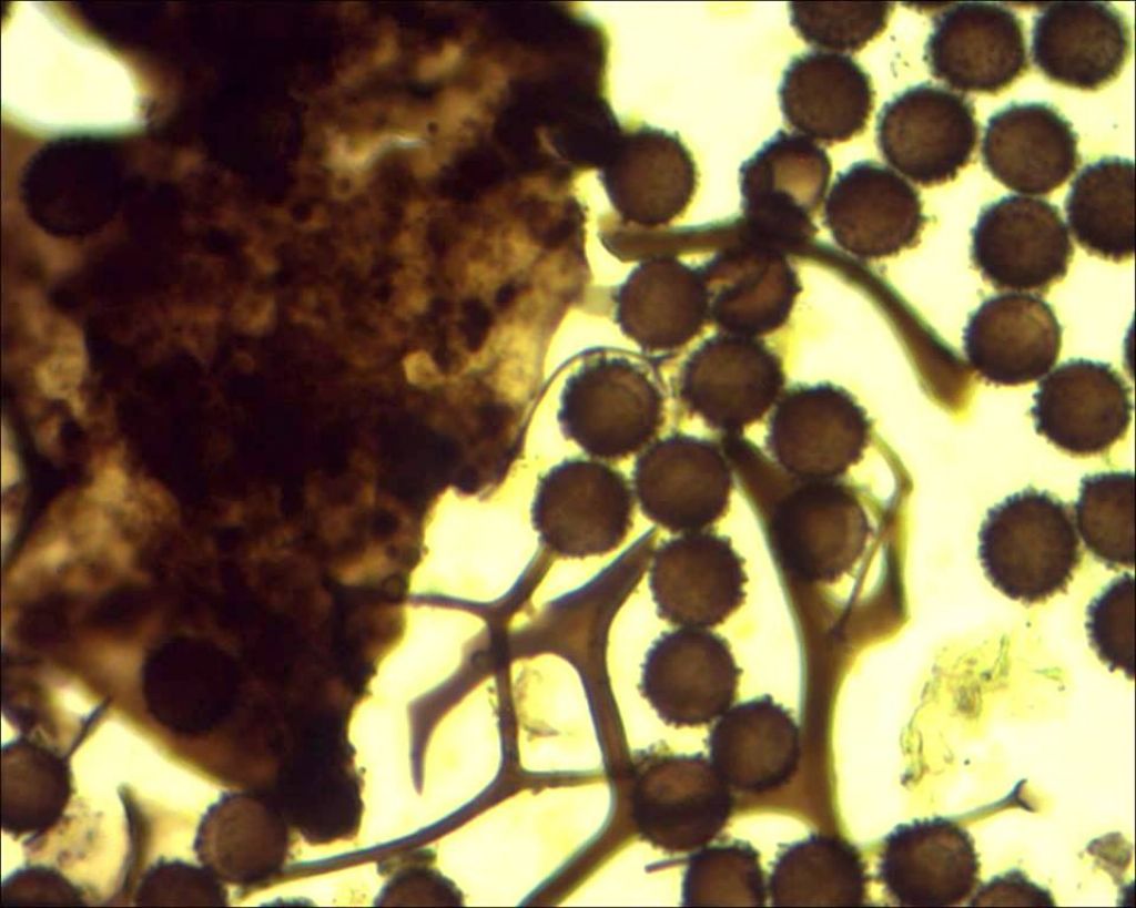 Meriderma sp